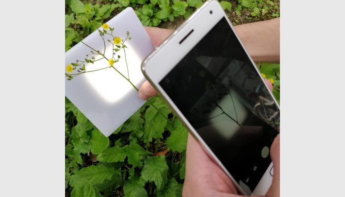 SC-K1型原位活體植物分枝角自動測量儀